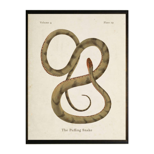Framed 8" X 10" Vintage Puffing Snake Bookplate