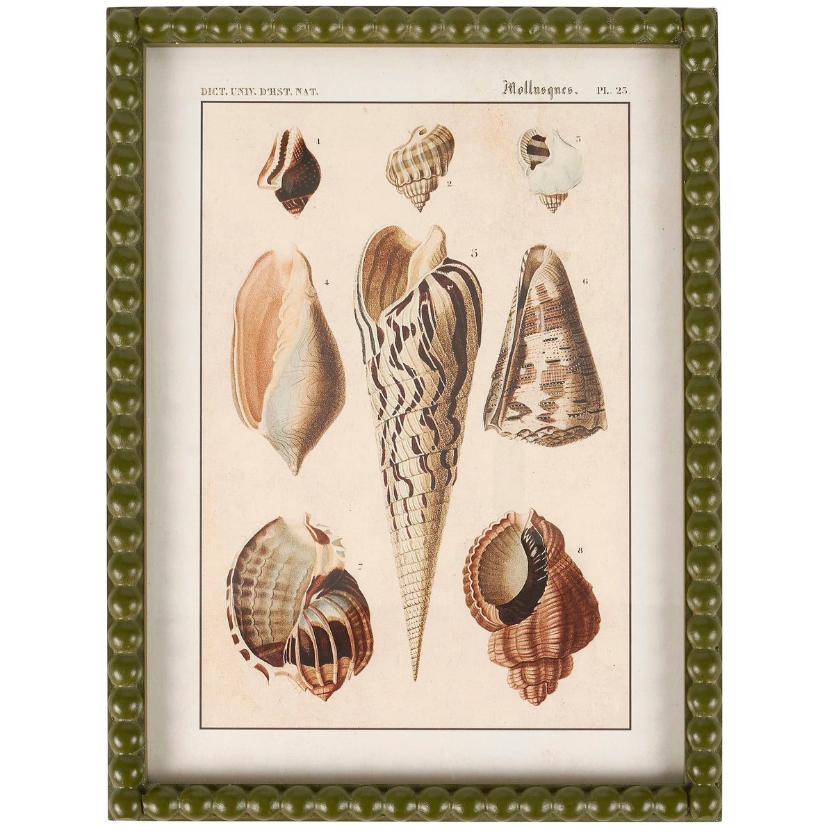 Conch Study Framed Wall Art