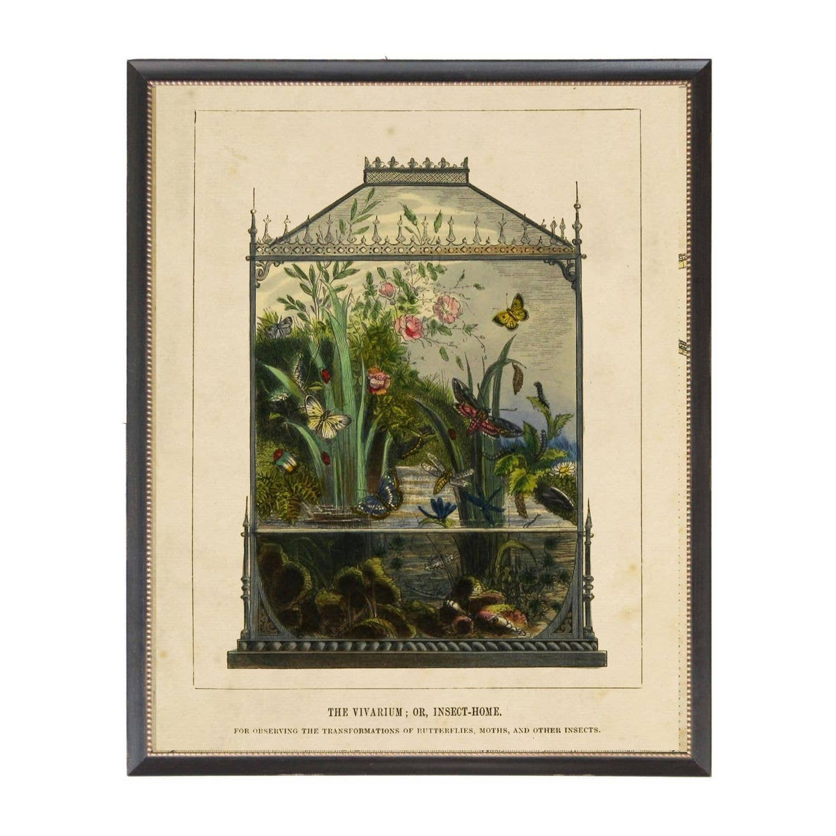 Framed 8" X 10" Vivarium Vintage bookplate
