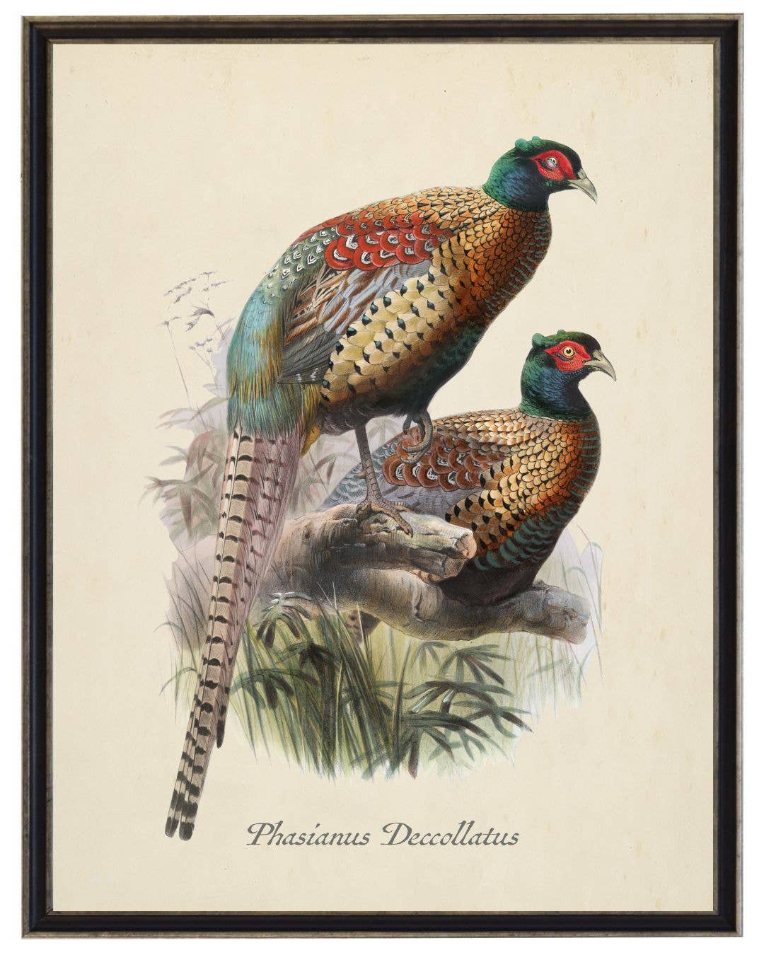 Framed 8" X 10" Vintage Pheasants on Distressed Background