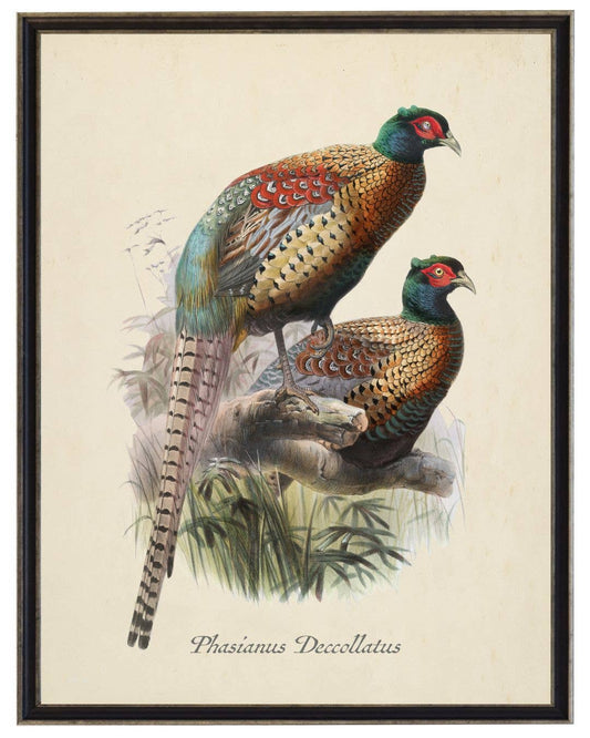 Framed 8" X 10" Vintage Pheasants on Distressed Background
