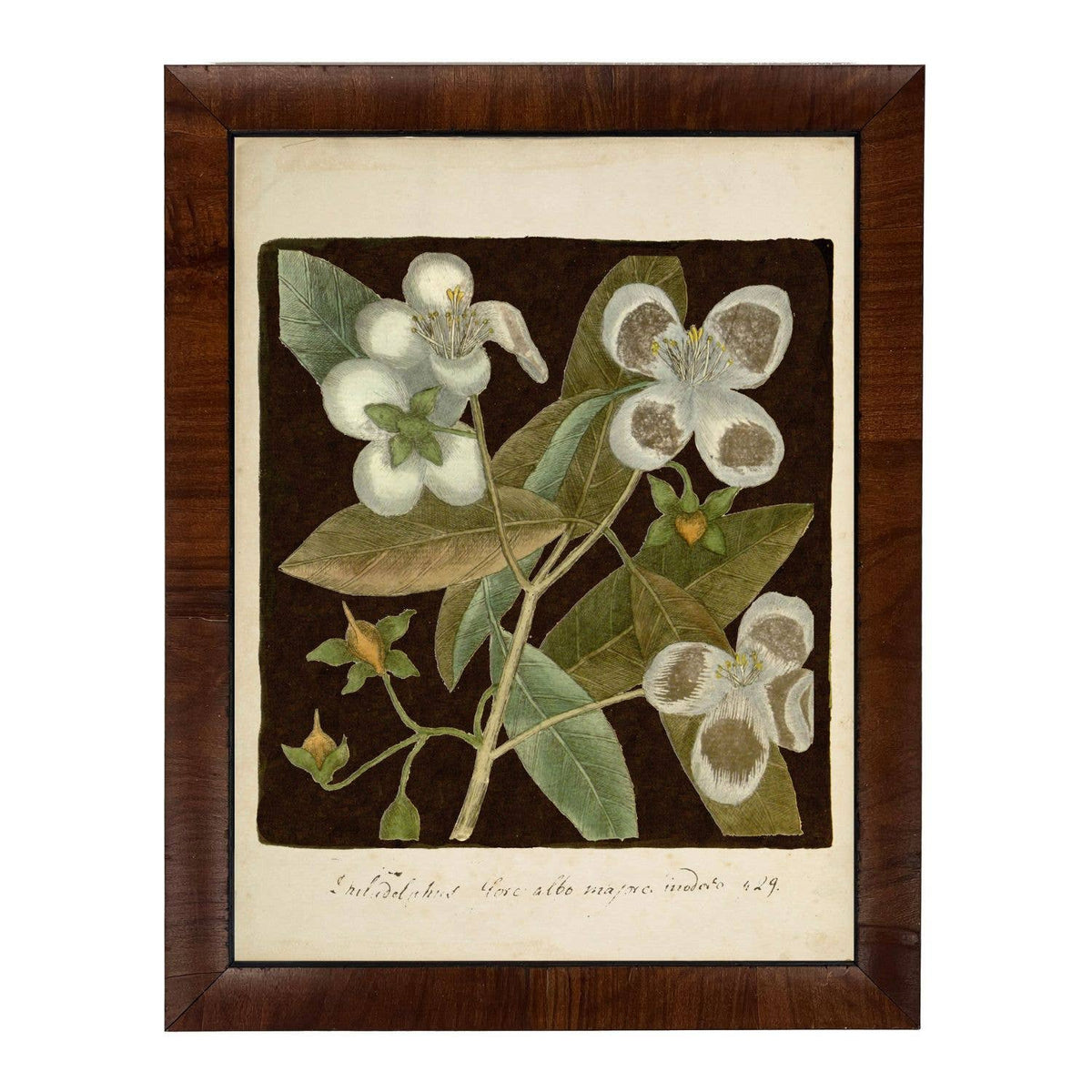 Framed 8" X 10" Vintage Floral Print
