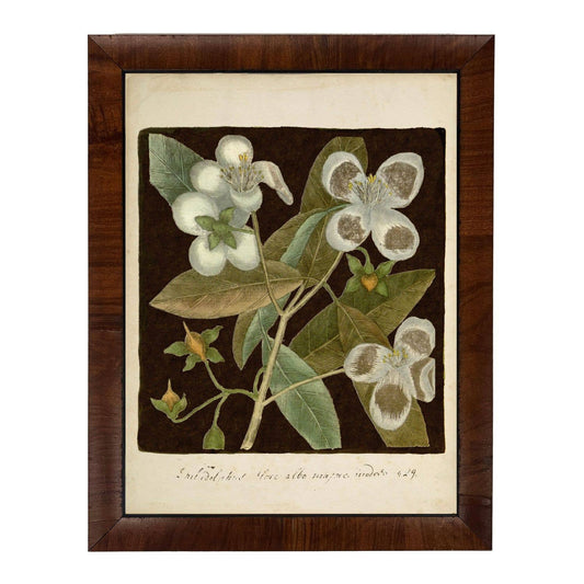 Framed 8" X 10" Vintage Floral Print